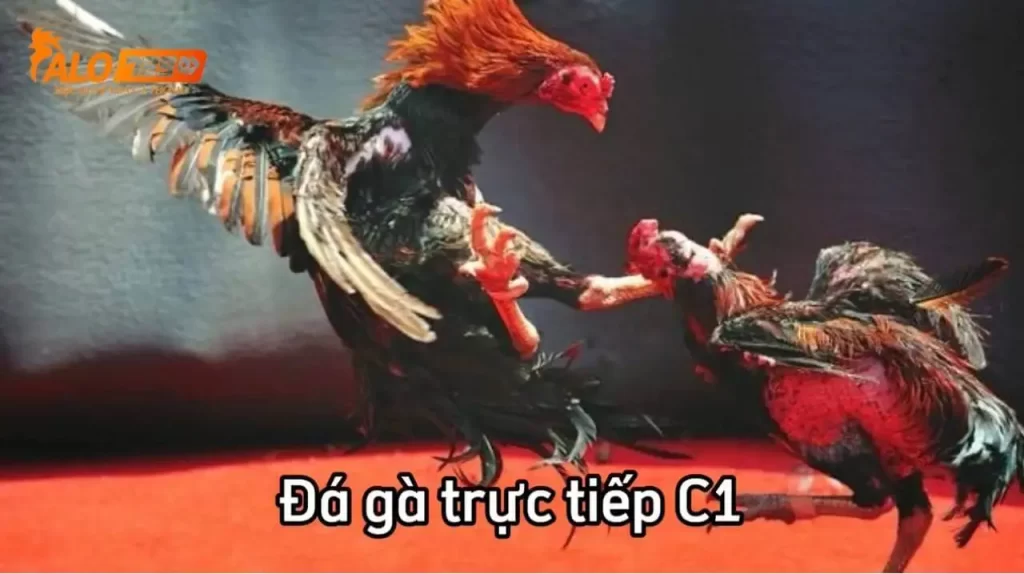 Đá gà trực tiếp C1